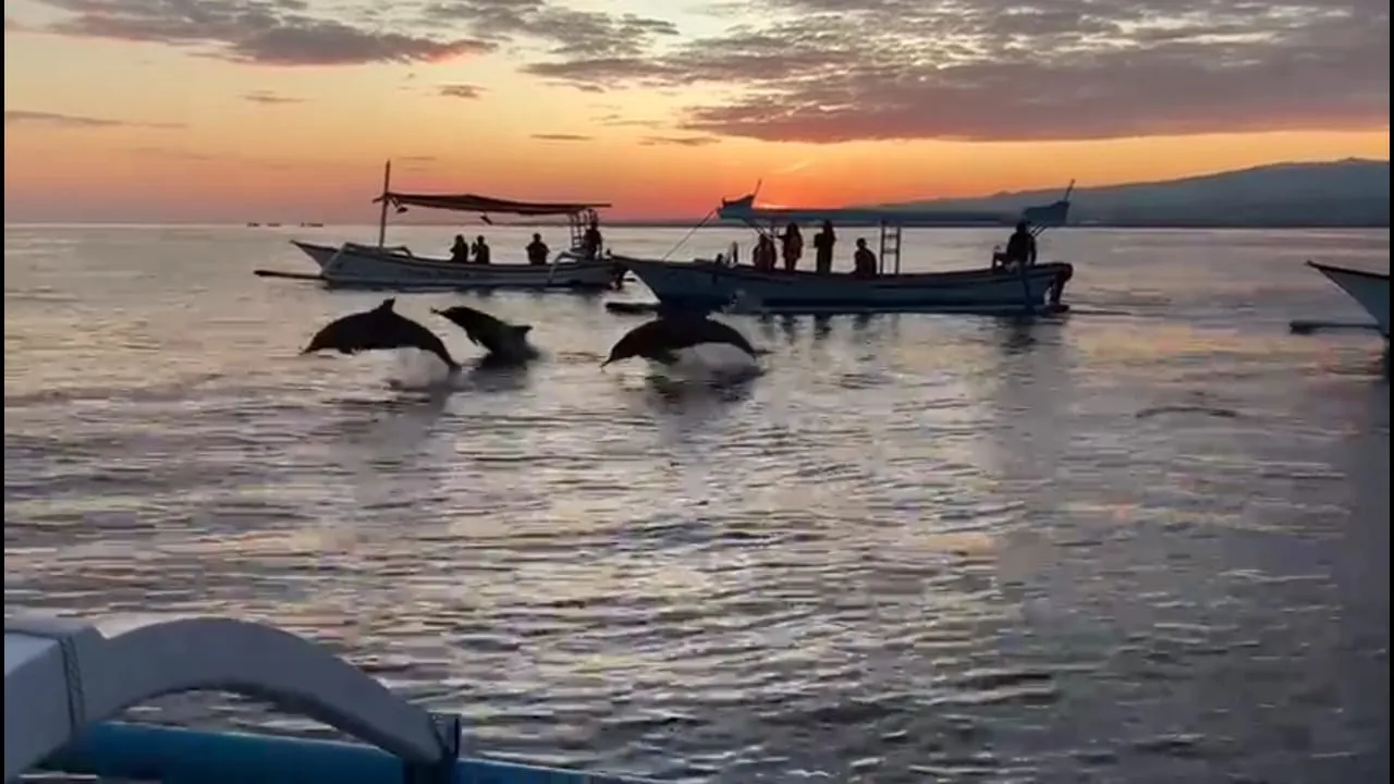 Lovina Dolphin Cruise
