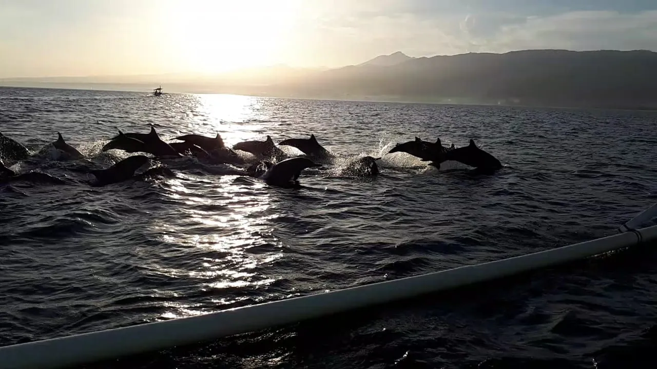 Lovina Dolphin Cruise Gallery