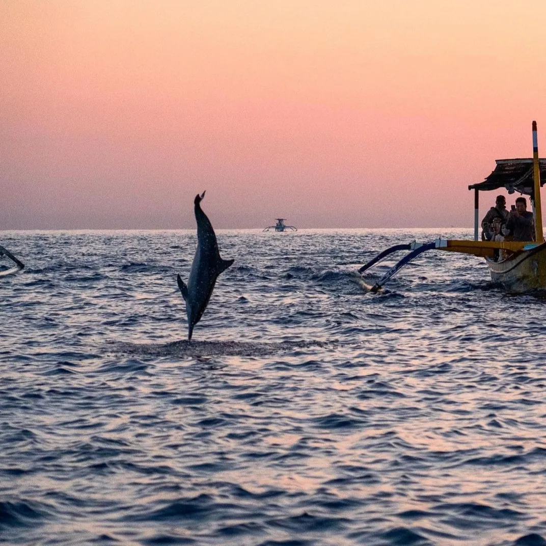 Exlcusive Dolphin Cruise Gallery